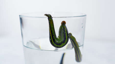 Medical leeches in water before therapyの写真素材