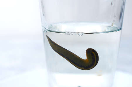 Hirudotherapy. Medical leeches in water before therapyの写真素材
