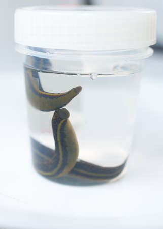 Hirudotherapy, medical leech the suction blood ofの写真素材