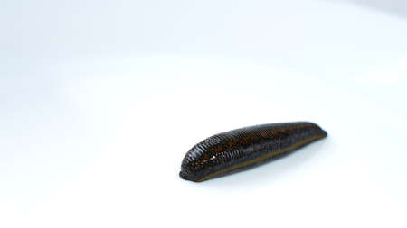 Leech isolated on white  close up
