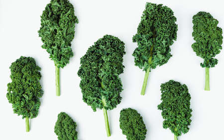 Creative layout made of kale. Flat lay. Food concept.の写真素材