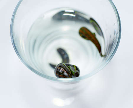 Hirudotherapy. Medical leeches in water before therapy