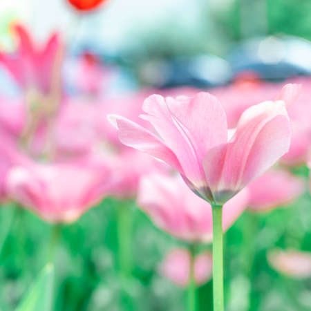 spring tulip blooms in the garden, romantic and dreamy mood, lilac and aqua menthe colors