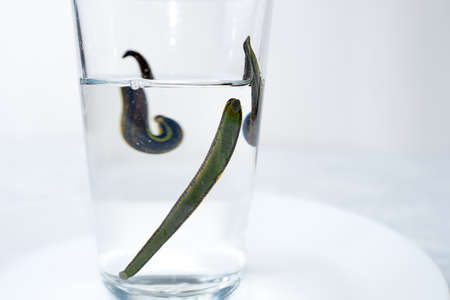 Medical leech isolated on whiteの写真素材