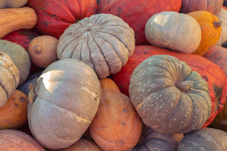 pumpkins pattern, autumn background, harvest concept, top viewの写真素材