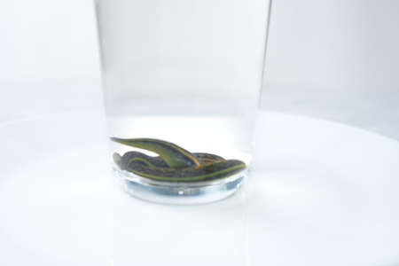 Bank with leeches - hirudotherapy, medical leeches in a glass in waterの写真素材