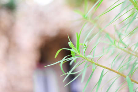 green plant growing in the mountains, green backgroundの写真素材