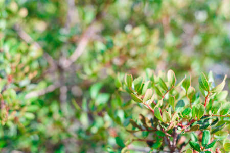 natural green background with selective focus, plants backgroundsの写真素材