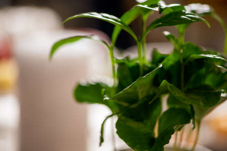 Coffee plant on white backgroundの写真素材