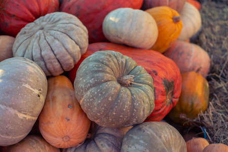 pumpkins pattern, autumn background, harvest concept, top viewの写真素材