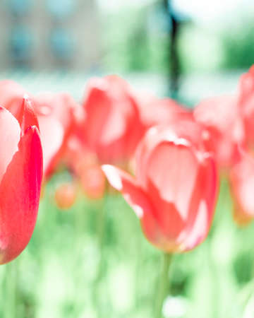 spring tulip blooms in the garden, romantic and dreamy moodの写真素材