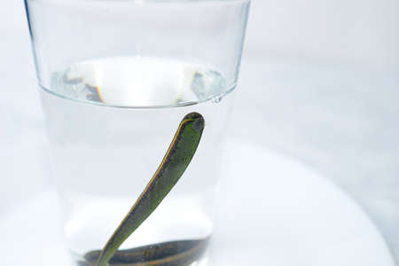 Bank with leeches - hirudotherapy, medical leeches in a glass in waterの写真素材