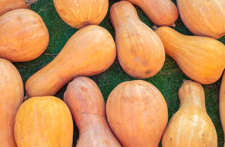 pumpkins pattern, autumn background, harvest concept, top viewの写真素材