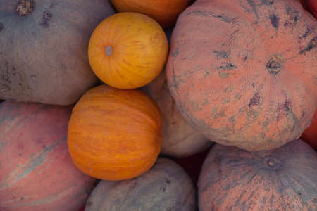 pumpkins pattern, autumn background, harvest concept, top viewの写真素材