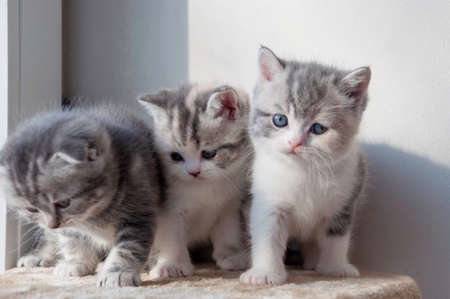 various british kittens sitting on beige plaidの写真素材