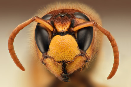 Extreme sharp closeup of wasp headの写真素材