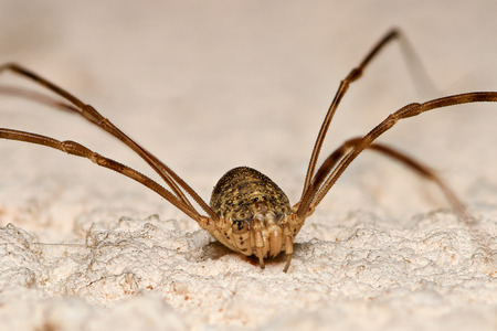 Daddy Longlegs closeupの写真素材