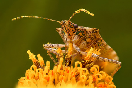 Extreme magnification - Stink Bug , high res.