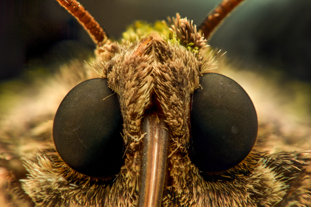 Extreme magnification - Moth head - front viewの写真素材