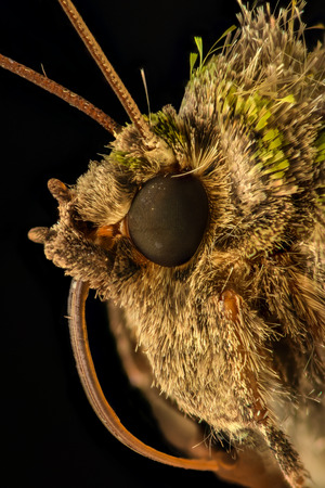 Extreme magnification - Moth head - side viewの写真素材