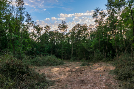 Deforestationの写真素材