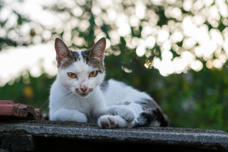 Cat resting on the rooftopの写真素材