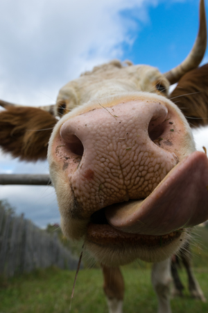 Wide angle shot of a funny cow's head with long tongueの写真素材
