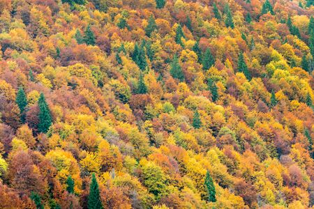 Top view of colourful forest trees in the autumn season