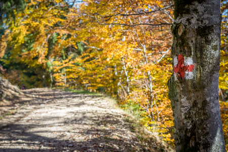 Autumn forest in the mountains