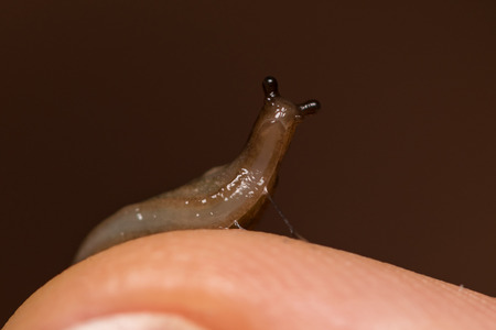 Small slug on fingerの写真素材
