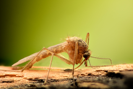 Extreme magnification - Mosquito on a branchの写真素材