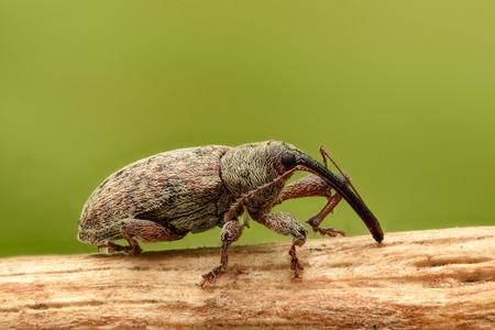 Extreme magnification - Weevil on a stick, side view