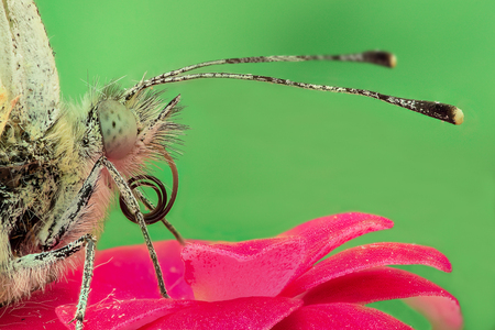 Butterfly on a flower, extreme closeupの写真素材