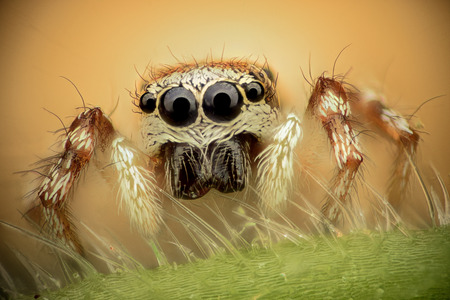 Extreme magnification - Jumping Spider
