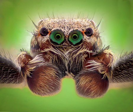 Extreme magnification - Jumping spider portrait, front viewの写真素材