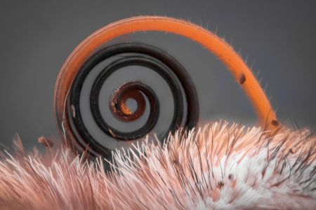 Extreme magnification - Butterfly proboscis, Vanessa Atalanta