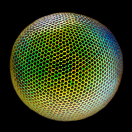 Extreme magnification - Lacewing eye