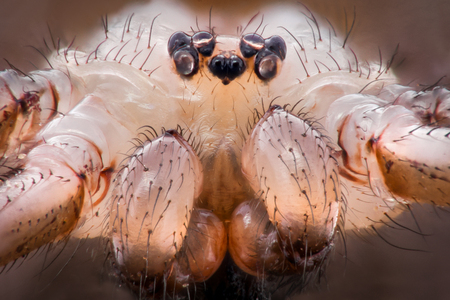 Extreme magnification - Pholcidae, Pholcoidea (Daddy Long Legs)の写真素材