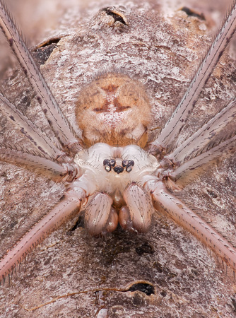 Extreme magnification - Pholcidae, Pholcoidea (Daddy Long Legs)