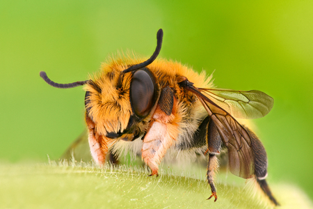 Extreme magnification - Solitaire Bee, Megachilidaeの写真素材