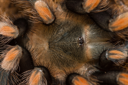 Mexican redknee tarantula shedding it's skin, Brachypelma smithi