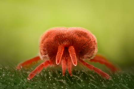 Extreme magnification - Red Velvet Mite, Trombidiidaeの写真素材