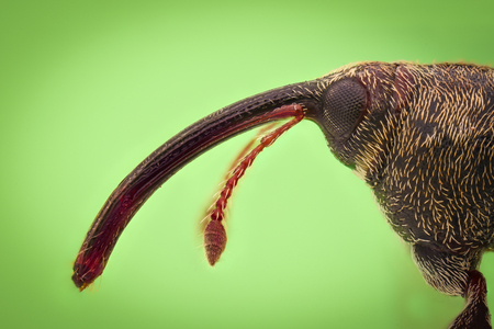 Extreme magnification - Weevil, side viewの写真素材
