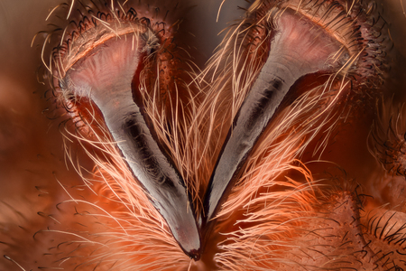 Extreme magnification - Mexican redknee tarantula fangsの写真素材