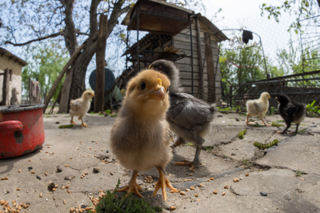 Wide angle of a baby chicken in a rural traditional farmの写真素材