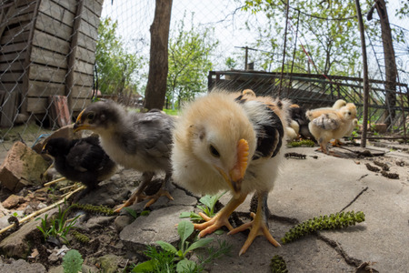 Wide angle of a baby chicken in a rural traditional farmの写真素材