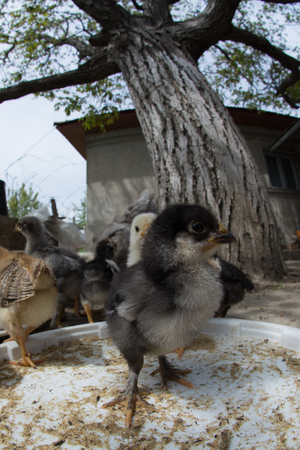 Wide angle of a baby chicken in a rural traditional farmの写真素材