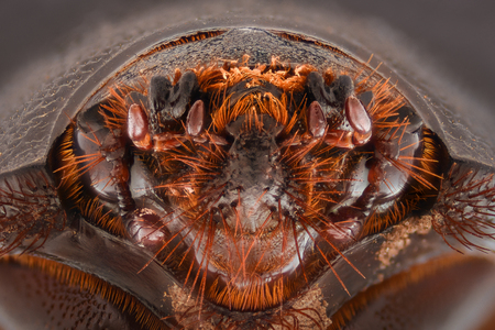 Extreme magnification - Pentodon idiota