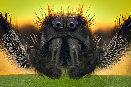 Extreme magnification - Jumping spider