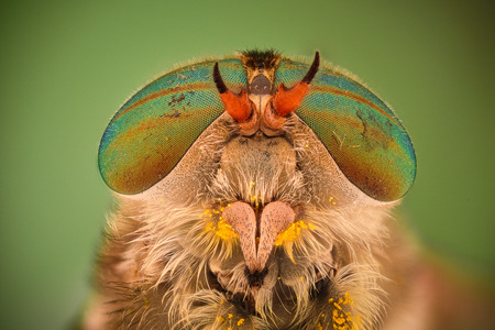 Extreme magnification - Horse fly head and eyes, Hybomitraの写真素材